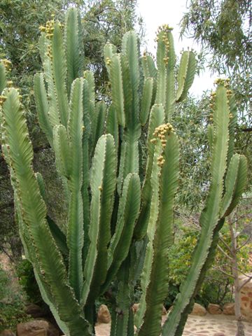 Euphorbia ingens : Photographed by R Mauer